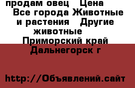  продам овец › Цена ­ 100 - Все города Животные и растения » Другие животные   . Приморский край,Дальнегорск г.